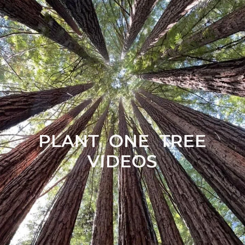 Artist Jamie Santaniello
plant trees
onetreeplanted.org
jamiesantaniello.com